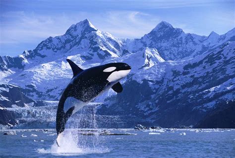 Where do killer whales live. Things To Know About Where do killer whales live. 
